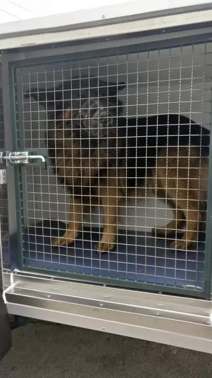 Кинологическая служба Нацгвардии получила прицепы для транспортировки служебных собак, фото 9