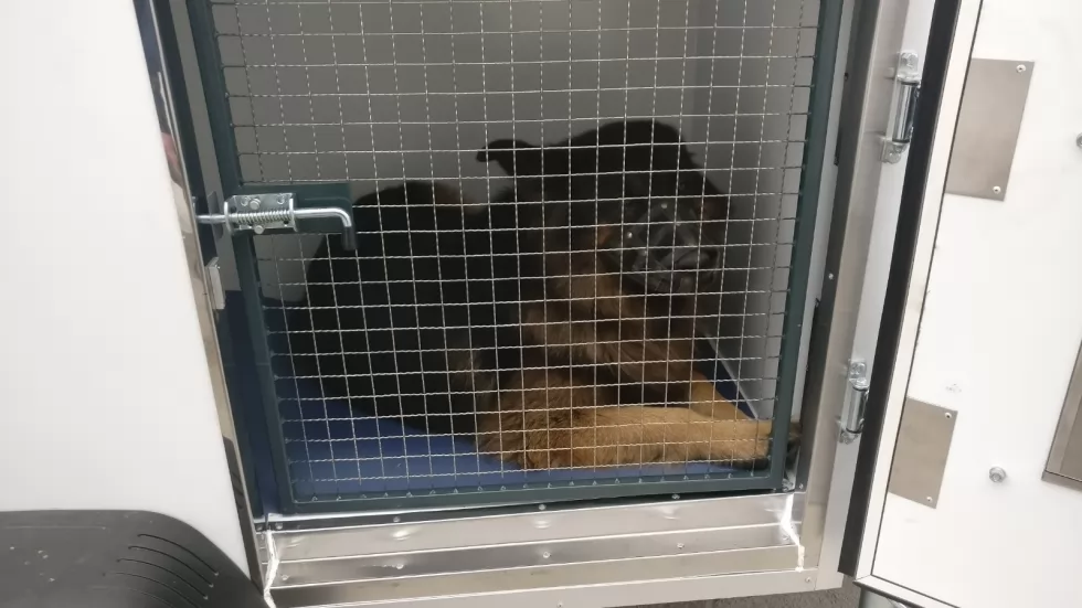 кинологи нацгвардия прицеп