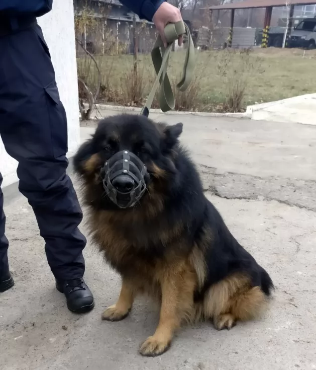 Кінологічна служба Нацгвардії отримала причепи для транспортування службових собак, фото 2